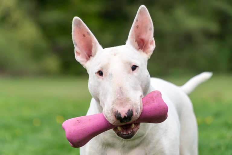 Bull Terrier blanc avec un os rose dans la gueule