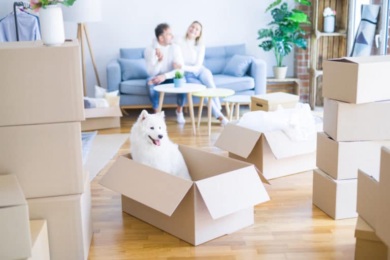 chien dans un carton d'emménagement dans un appartement