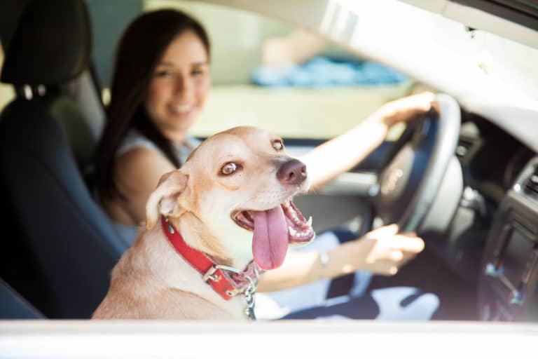 chien heureux en voiture
