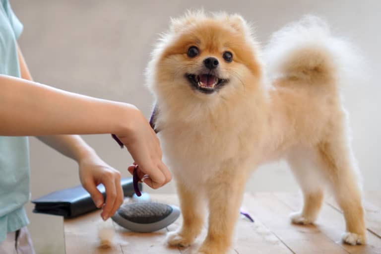 petit chien en train de se faire toiletter