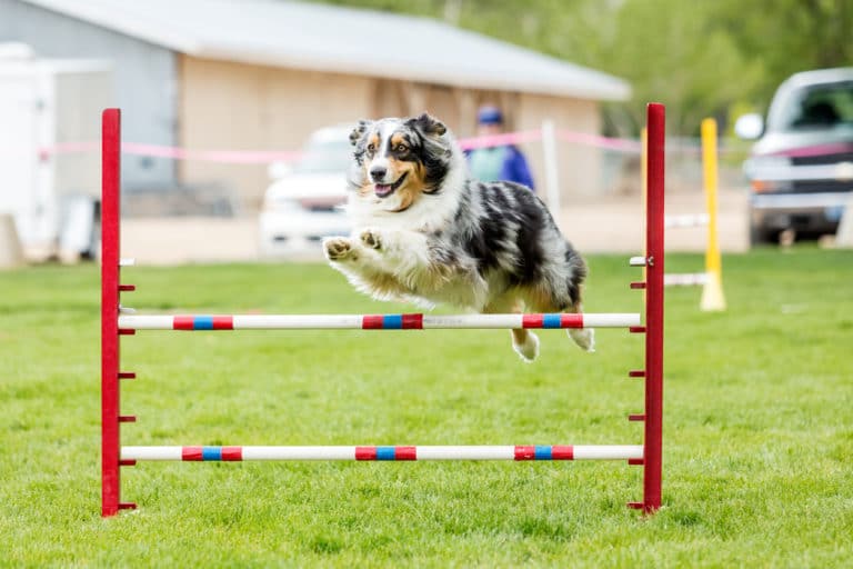 Chien qui saute un saut d'obstacle