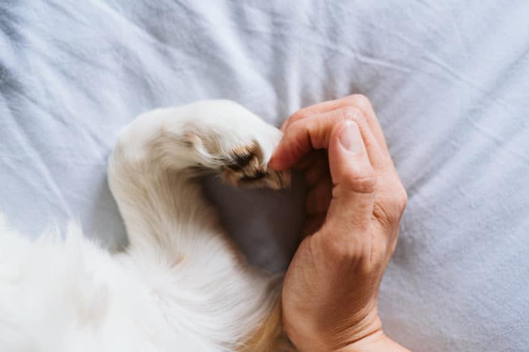 une patte de chien et la main de son maître formant un coeur