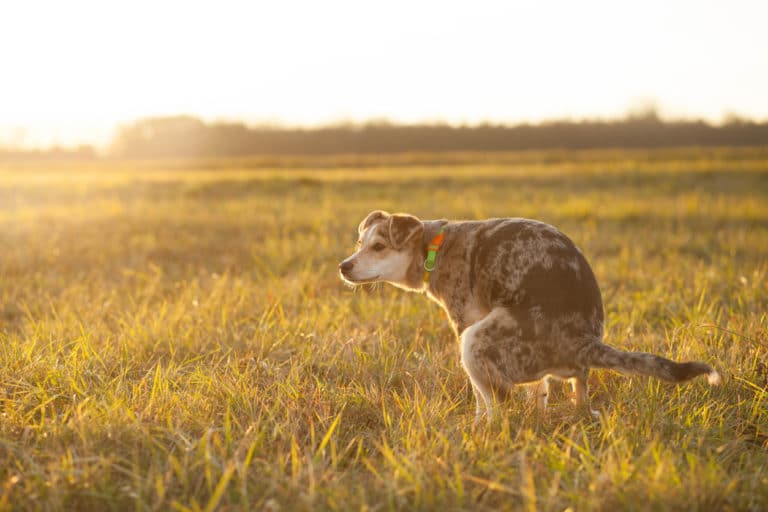 chien en train de déféquer dans un champ