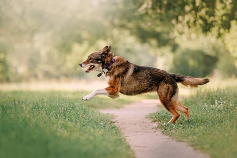 chien qui court avec un traceur GPS