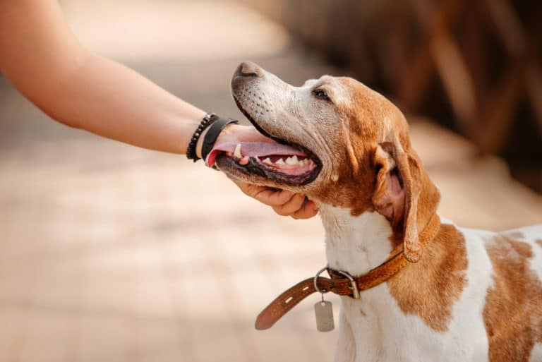 vieux chien câliné par son maitre