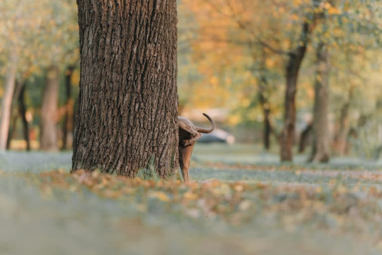 chien qui fait pipi derrière un arbre