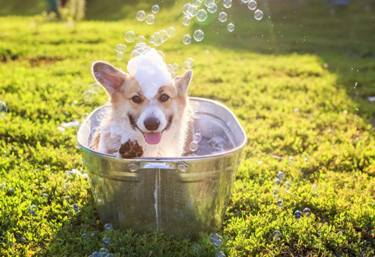 Corgi qui prend son bain