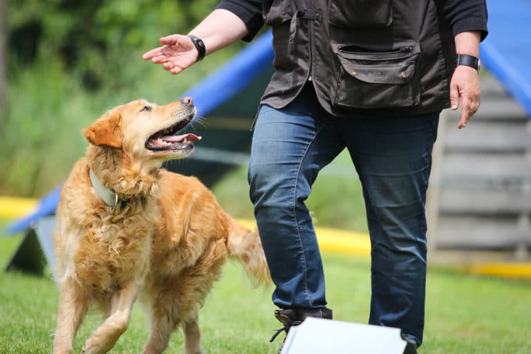 chien golden retriever regardant son maître