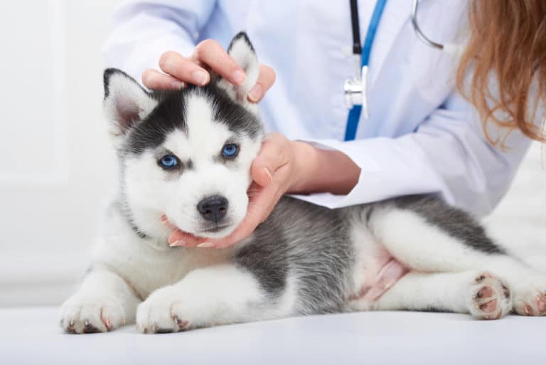 chiot husky se faisant ausculter par le vétérinaire