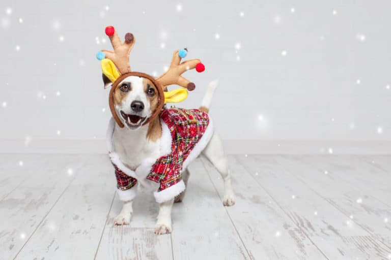 chien déguisé en renne de Noël