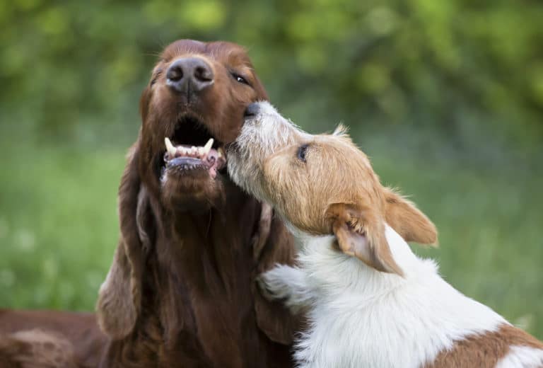 deux chien se font des bisous