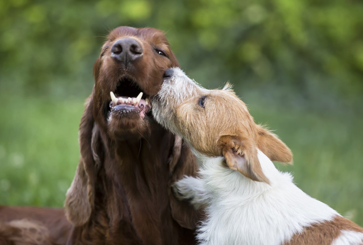 deux chien se font des bisous
