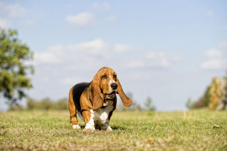 chien basset Hund dans un champ
