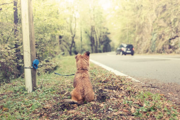 chien abandonné attaché à un poteau dans la forêt