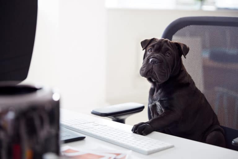 Chien assis sur la chaise d'un bureau