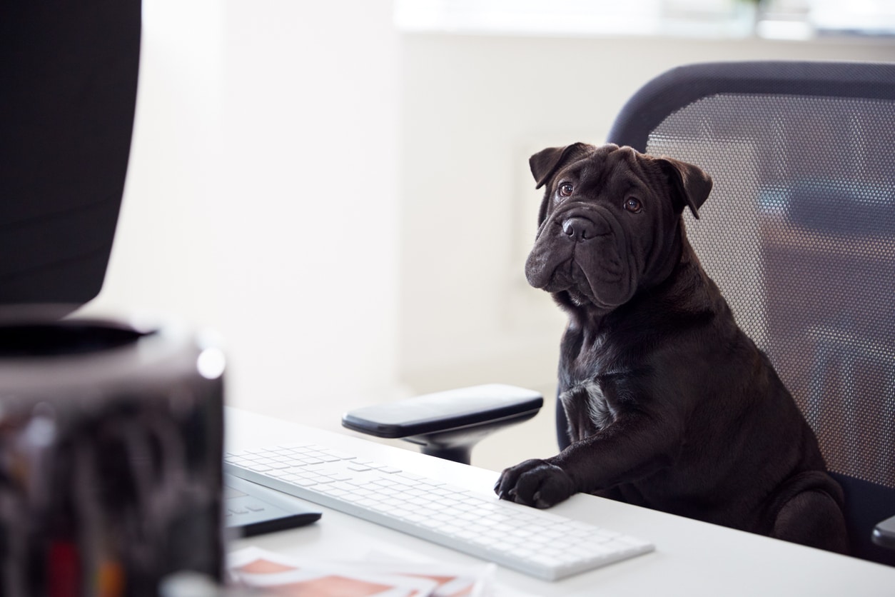Chien assis sur la chaise d'un bureau