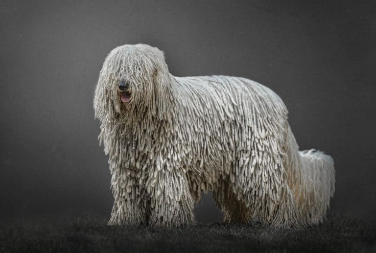 Chien long poils sur fond sombre