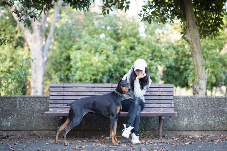 chien doberman avec sa maitresse assise sur un banc