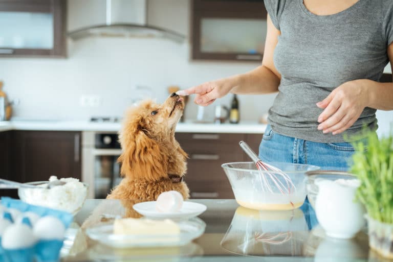 chien caniche qui goûte la préparation que sa maîtresse est en train de faire