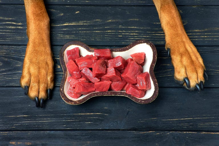 gamelle remplie de viande crue entre les pattes d'un chien