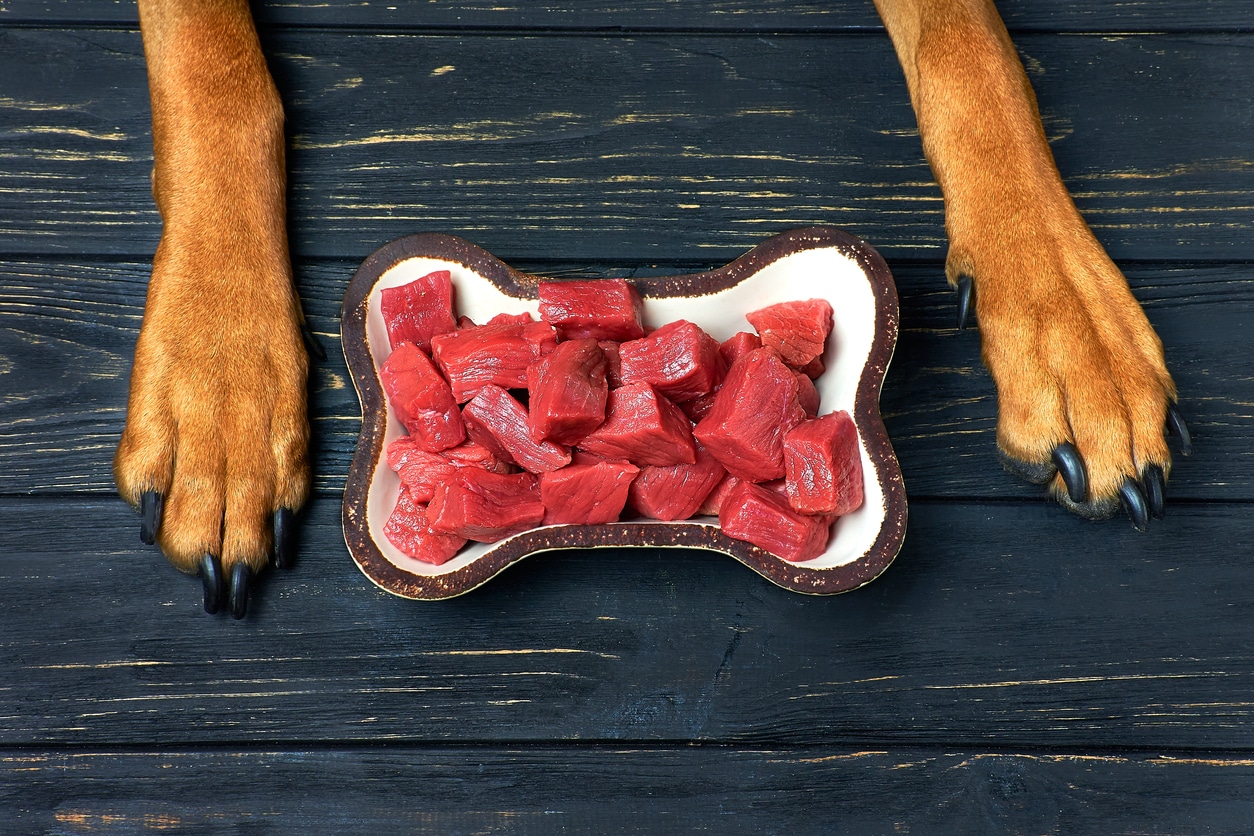 gamelle remplie de viande crue entre les pattes d'un chien