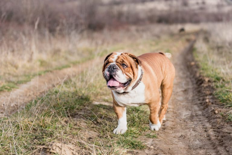 Bulldog anglais qui marche dans un chemin