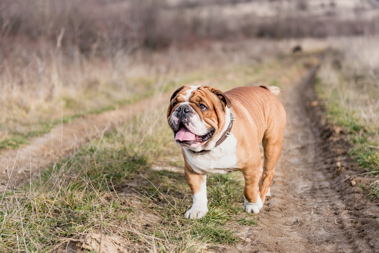 Bulldog anglais qui marche dans un chemin