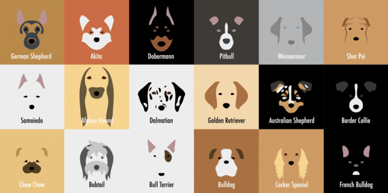 portraits minimalistes de races de chien