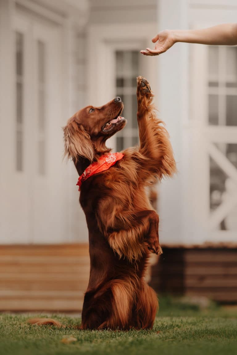 Chien qui fait le beau dans le jardin