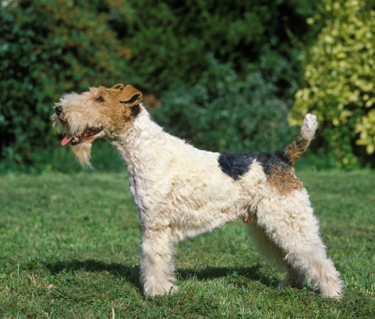 Fox Terrier posant debout dans l'herbe