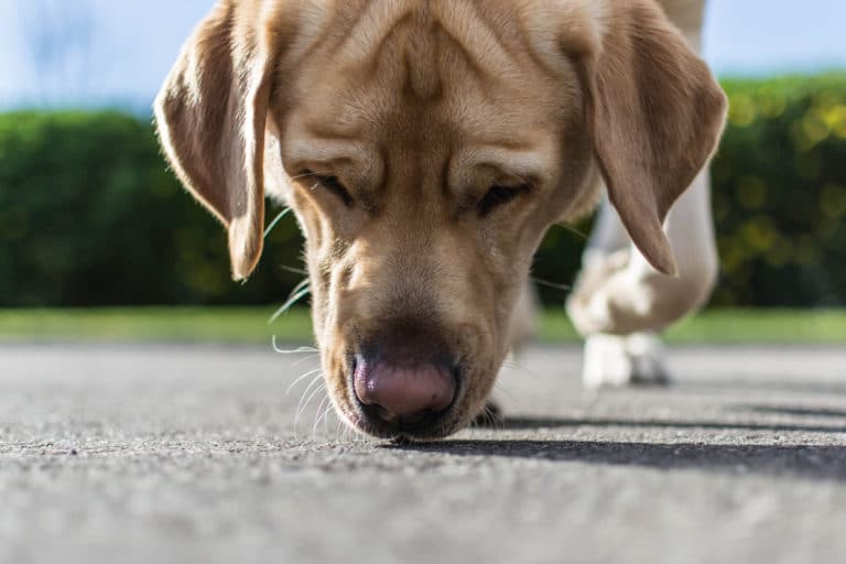 Chien qui renifle