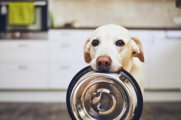 Chien qui réclame à manger avec sa gamelle dans la gueule