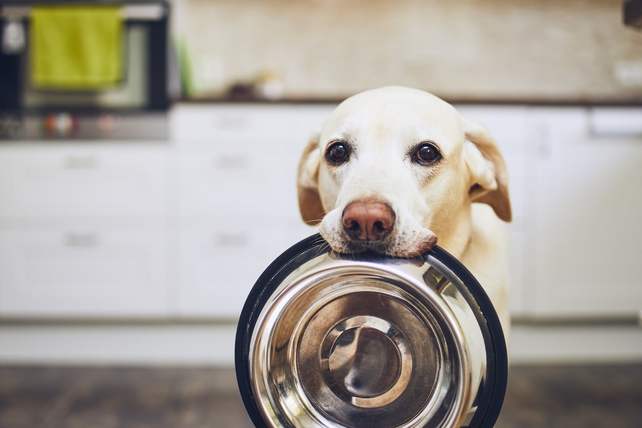 Chien qui réclame à manger avec sa gamelle dans la gueule