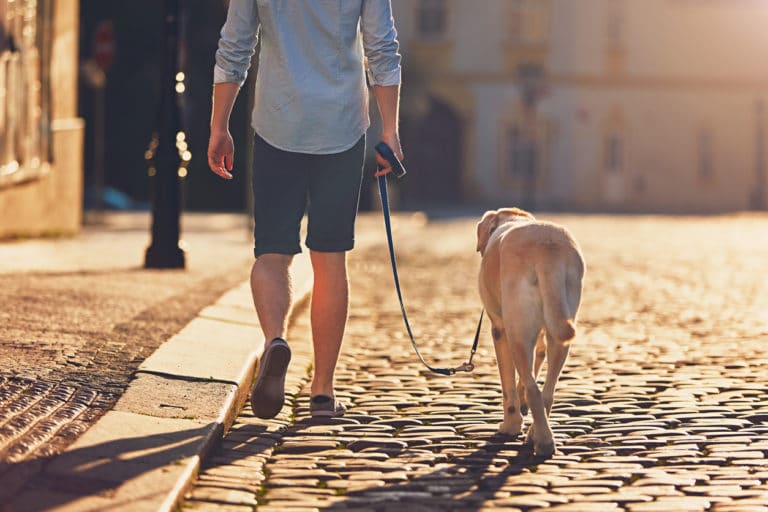 Chien en promenade avec son maître sur une route pietonne