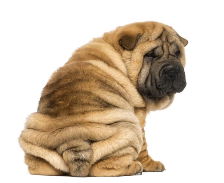 Shar-pei de dos