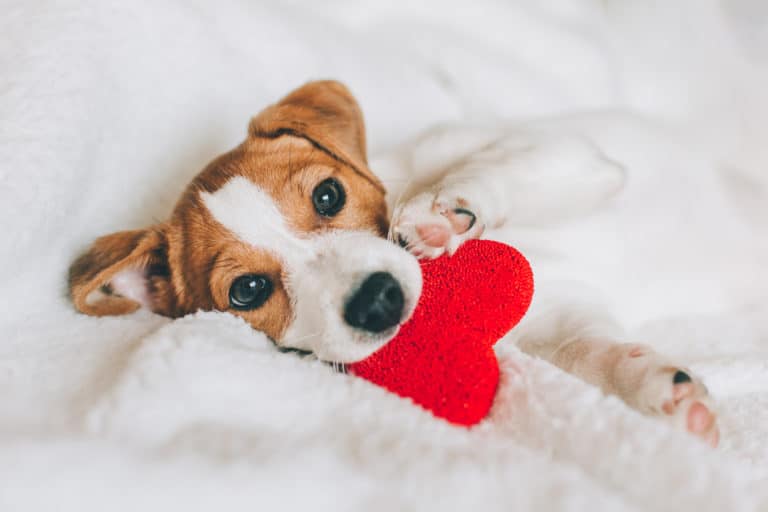 Petit chien dans une couverture tenant dans sa gueule un joli coeur rouge