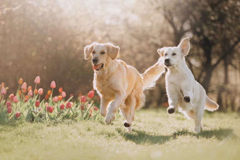 Chiens qui courent et jouent ensemble
