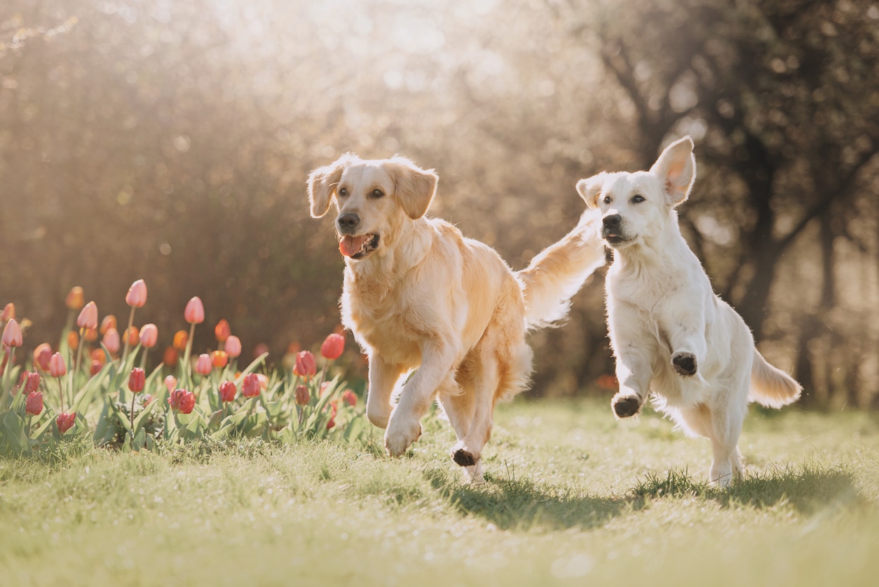 Chiens qui courent et jouent ensemble