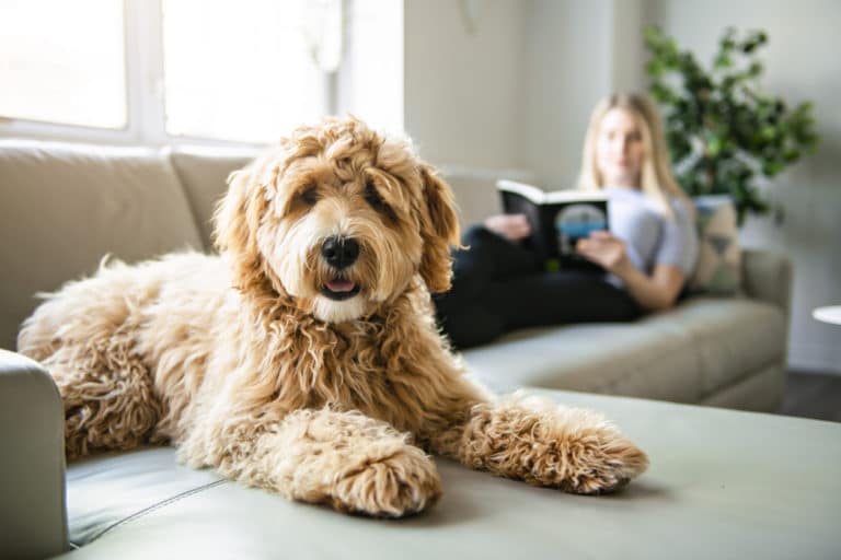 Chien couché sur le canapé avec sa maîtresse