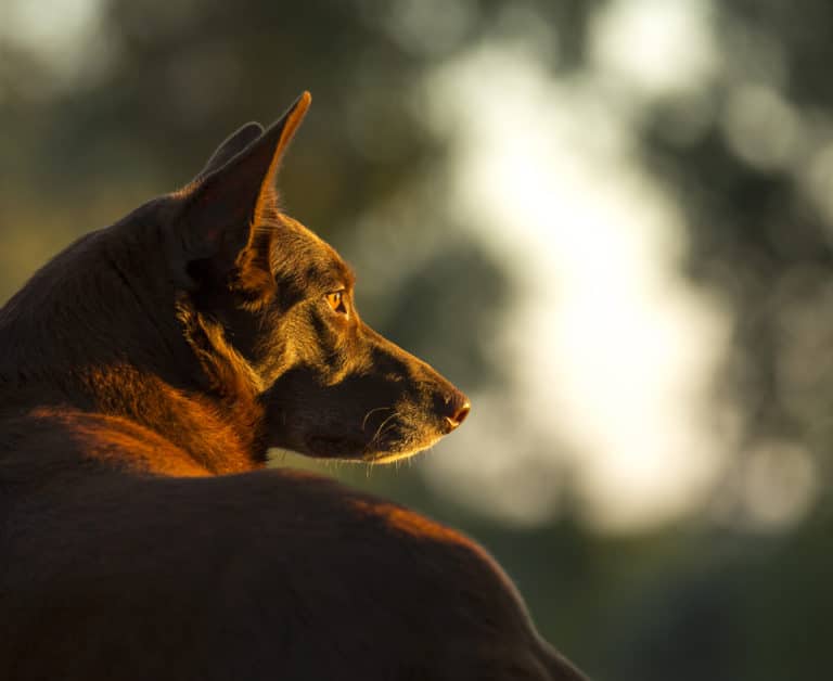 Kelpie de profil au couché de soleil