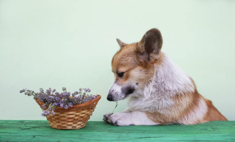 Chien qui sent un panier de lavande