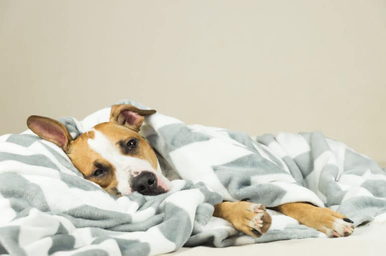 Chien malade dans une couverture
