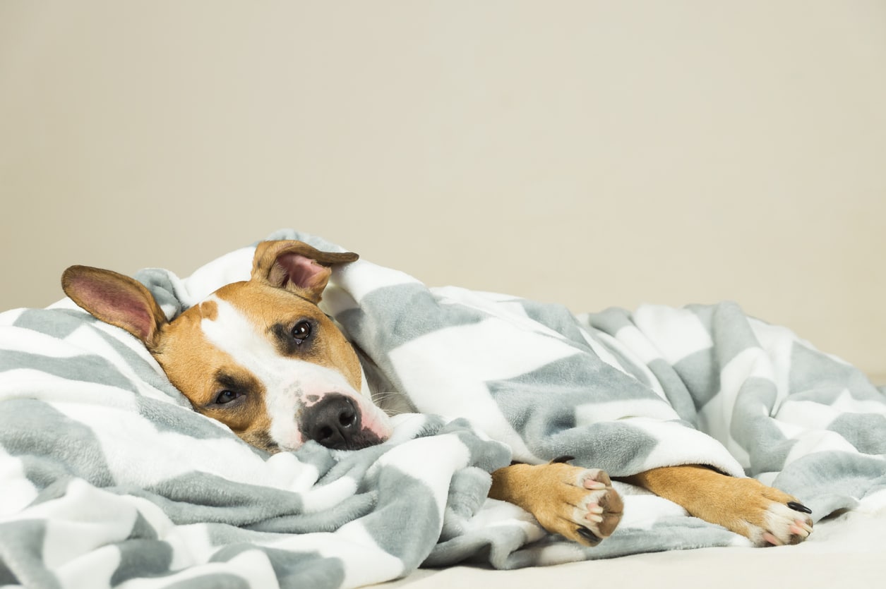 Chien malade dans une couverture