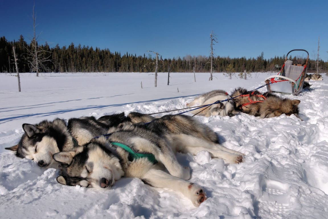 Le Malamute d'Alaska, un chien venu tout droit du Grand Nord