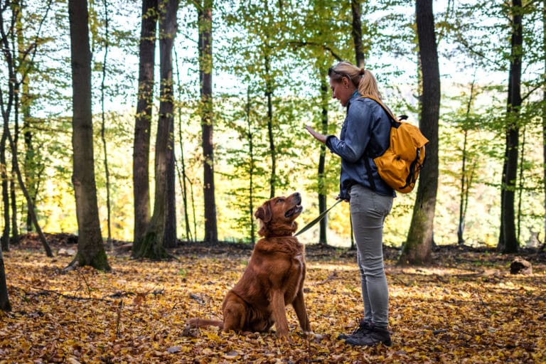 Chien assis écoutant sa maîtresse en pleine forêt