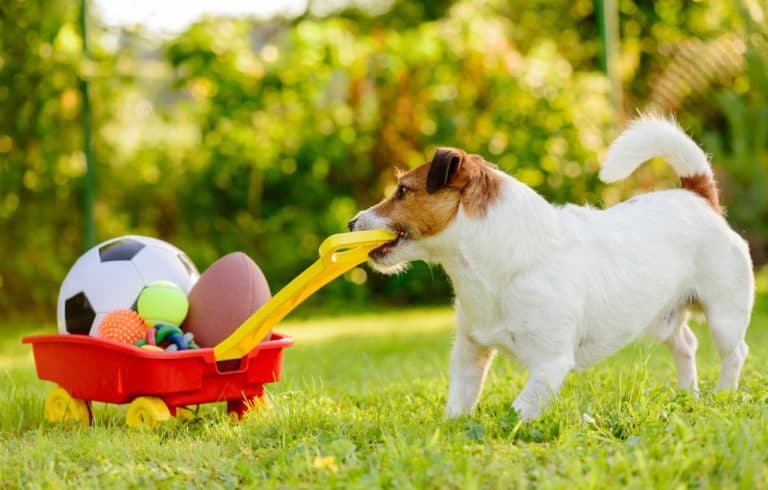 Chien qui tire ses jouets