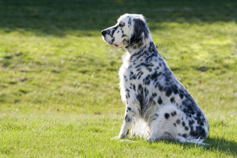 Setter Anglais noir et blanc assis dans l'herbe