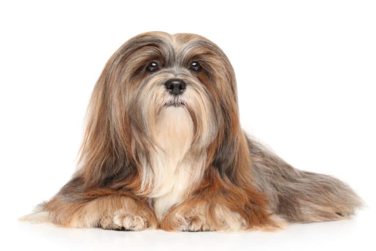 Chien poil long couché