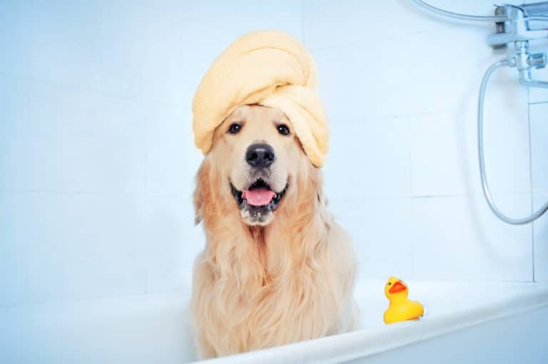 Chien à la douche avec une serviette sur la tête