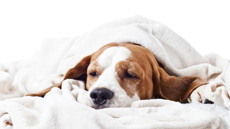 Chien malade qui est couché sous un plaid